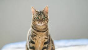 ¡Buenas noticias! Tus gatos te entienden cuando les hablas... aunque no lo parezca