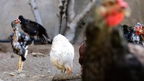 Sujeto muere baleado por dueño de casa que lo sorprendió intentando robar sus gallinas: lo detuvieron, pero quedó libre