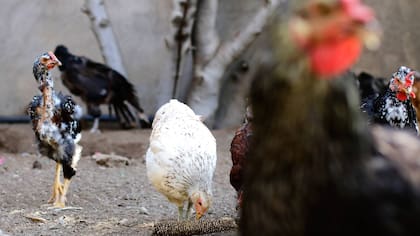 Sujeto muere baleado por dueño de casa que lo sorprendió intentando robar sus gallinas: lo detuvieron, pero quedó libre