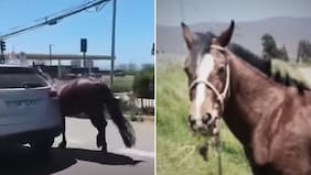 Era la compañía de niño con TEA: Horror por caso de yegua robada, cruelmente arrastrada y faenada en Coquimbo