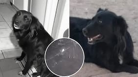 Brutal ataque quedó grabado: Sujeto mató a disparos a un perrito comunitario y desató indignación en Copiapó