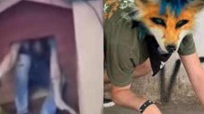 ¿El primer delincuente therian? Antisocial se escondió en casa de perro en Valdivia