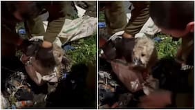 Imágenes sensibles: rescatan a perrito que estaba amarrado y envuelto en un saco en Curicó