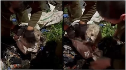 Imágenes sensibles: rescatan a perrito que estaba amarrado y envuelto en un saco en Curicó