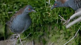 El “histórico” y “tan poco probable” encuentro del Pidencito y el Burrito negruzco en el Río Maipo