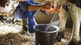 Mil maneras de morir: La conspiración que aumenta el consumo de leche cruda en EE.UU.