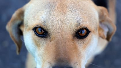 Maratón Por Los Animales: La iniciativa que ha rescatado a más de 20.000 perros y gatos
