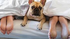 Dormir con tu perro es agradable y bueno para tu salud