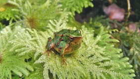 Gobierno retiró 43 decretos ambientales, desató ola de críticas y sale a dar explicaciones: involucra a especies y ecosistemas en peligro