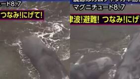 Imágenes sensibles: ballenas vararon antes de tsunami en Japón