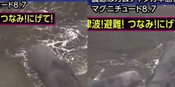 Imágenes sensibles: ballenas vararon antes de tsunami en Japón