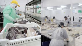 Pescadores Industriales del Biobío califican de “desastrosa” la ley de la jibia tras duro informe internacional