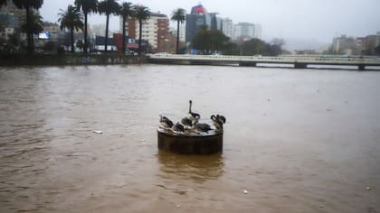 Activan mensajería SAE y llaman a evitar ribera de Estero Marga Marga en Viña del Mar