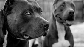 Bebé de un año muere tras ser atacado por un pitbull en Talca: el perro era de un familiar