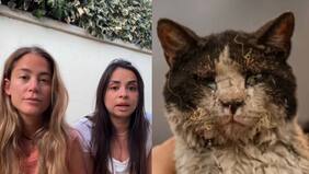 Veterinarias se viralizan por cruzada para ayudar a animales dañados por incendios: “Vamos a hacer lo mejor posible para que ellos estén bien”
