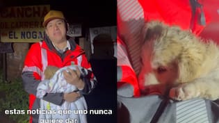 “Encontró un hogar después de todo”: alcalde de Quillón se quedó con cachorra abandonada en sistema frontal