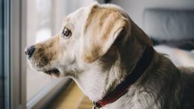 No dejes que tu perro sufra cuando te vayas de vacaciones: consejos para evitar la ansiedad canina