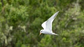 ¿Dónde pone su nido? Un hallazgo “muy relevante” sobre el Gaviotín piquerito