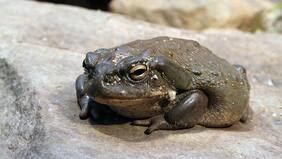 Estudio asegura que la cura de la depresión podría venir de un sapo