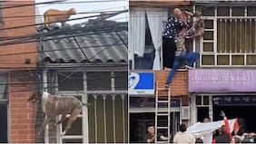 Por perseguir a un gato: perrito se volvió viral tras quedar atrapado en los cables de luz en Colombia