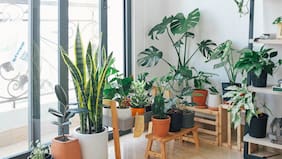 Cuáles son las plantas que eliminan la humedad del hogar