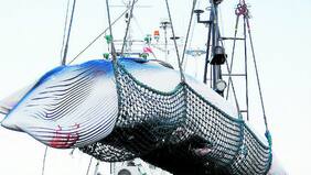Condena mundial a Japón tras retomar matanza de ballenas