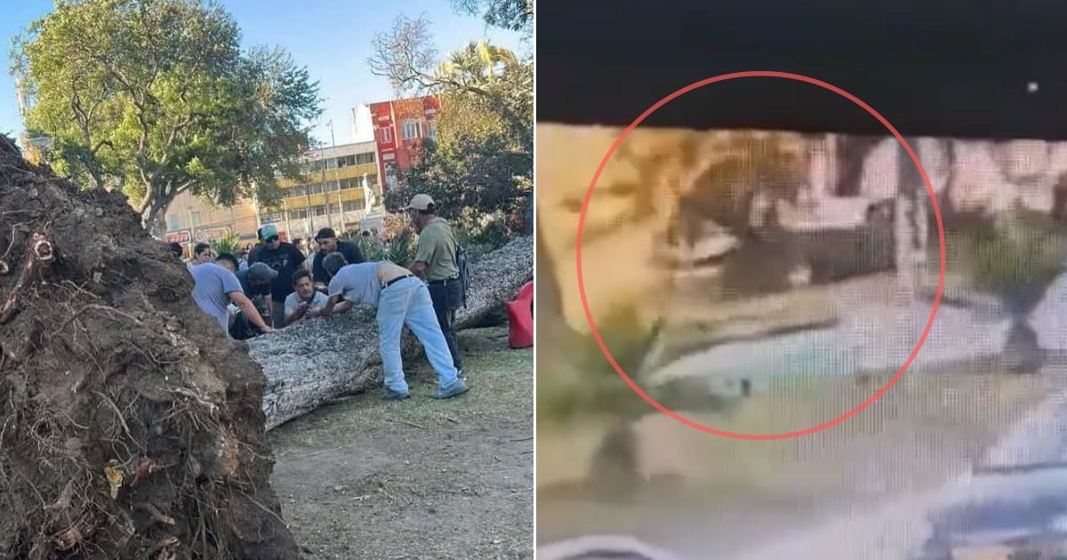 Valparaíso en Shock: Árbol Gigante Cobra una Vida en Parque Italia