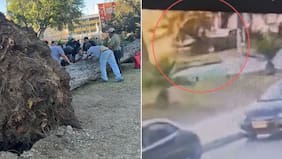 Consternación en Valparaíso: caída de enorme árbol mató a una joven que estaba sentada en un parque