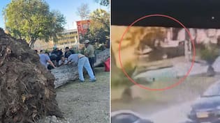 Consternación en Valparaíso: caída de enorme árbol mató a una joven que estaba sentada en un parque