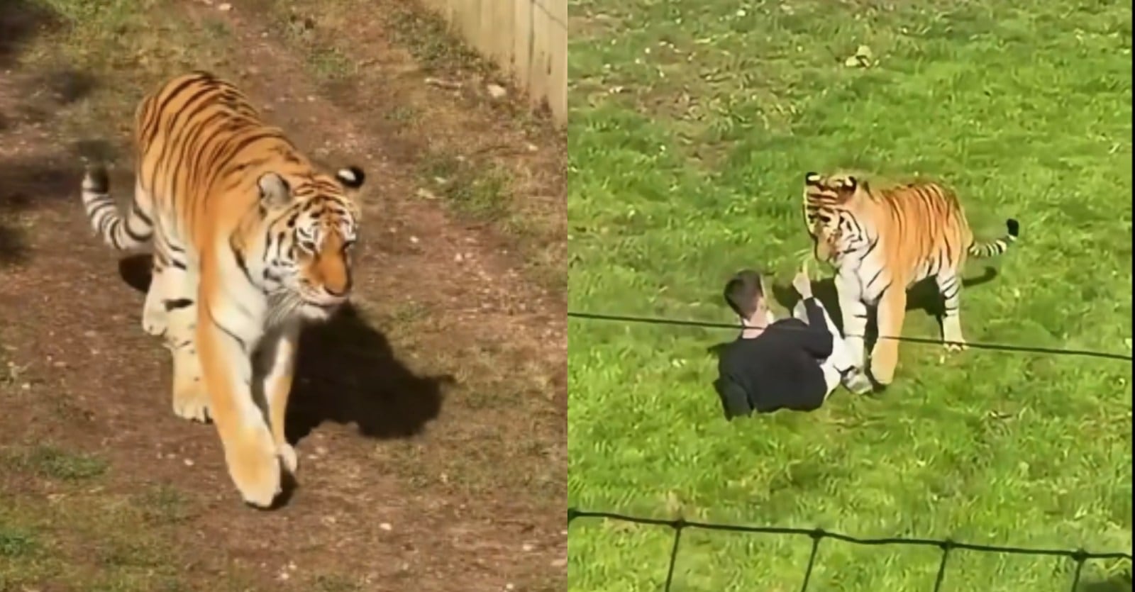 Hombre ingresó en jaula de un tigre y lo desafío: murió producto de los ataques del animal