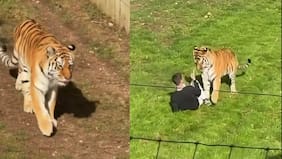 Hombre ingresó en jaula de un tigre y lo desafío: murió producto de los ataques del animal