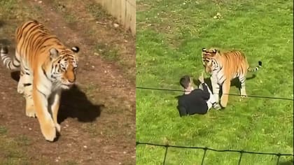 Hombre ingresó en jaula de un tigre y lo desafío: murió producto de los ataques del animal