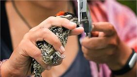 Concurso fotográfico para visibilizar el conocimiento científico en Wikipedia: cuál es el premio, cómo y hasta cuándo participar