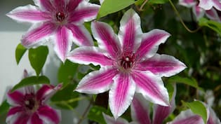 Es perfecta: esta es la planta trepadora que resistente al sol y requiere poco riego