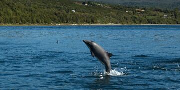 Google está usando la IA para descifrar el lenguaje de los delfines