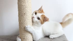 Fue mordido por su gato y murió cuatro años después: tenía una bacteria “come carne”