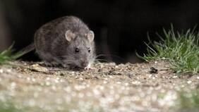 Recomendaciones para prevenir el contagio del Hantavirus