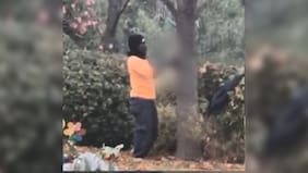 “Me dio asco”: Sorprenden a trabajador haitiano faenando un conejo en un cementerio de Puente Alto