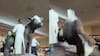 El carneo más tierno: Vaca de chocolate gigante se “quiebra” en Osorno