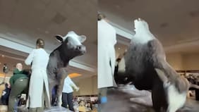 El carneo más tierno: Vaca de chocolate gigante se “quiebra” en Osorno