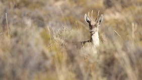 Las tarucas perdidas en las alturas de Arica: así es la vida y búsqueda de este huemul desconocido y amenazado