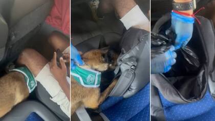 Extranjero quiso pasar piola “chateando” durante fiscalización: perro de Carabineros olió su mochila y lo echó al agua