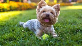 ¿Cuál es la región de Chile donde las mascotas son más felices?