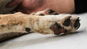 Exigen eutanasia de 4.500 perros callejeros en San Pedro de Atacama: “Es una situación insostenible”