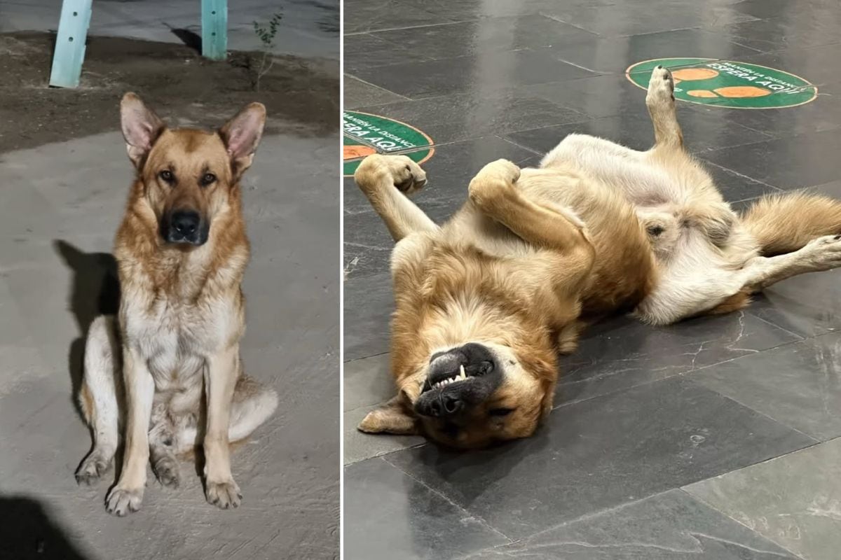 Rusio, perro comunitario de Colina que habría sido eutanasiado por autoridades.