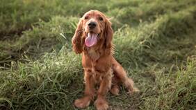 Estas son las razas de perro que más sufren de dermatitis atópica producto a las alergias