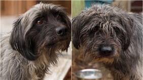 Buscan hogar para 13 perritos y 10 gatitos: Su dueña falleció hace un mes