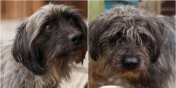 perros abandonados en maipú