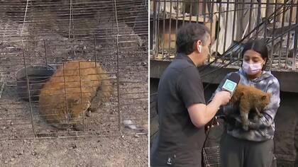 “Tiene los bigotitos quemados, las patitas”: El caso de un gatito y las mascotas que también sufrieron con los incendios