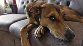 Expertos enseñan a crear un kit de emergencia para las mascotas ante el frente de mal tiempo que se acerca: así puedes proteger a tu peludo